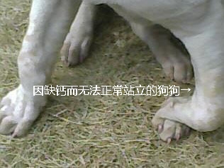 缺钙后无法站立的狗狗，后腿无力